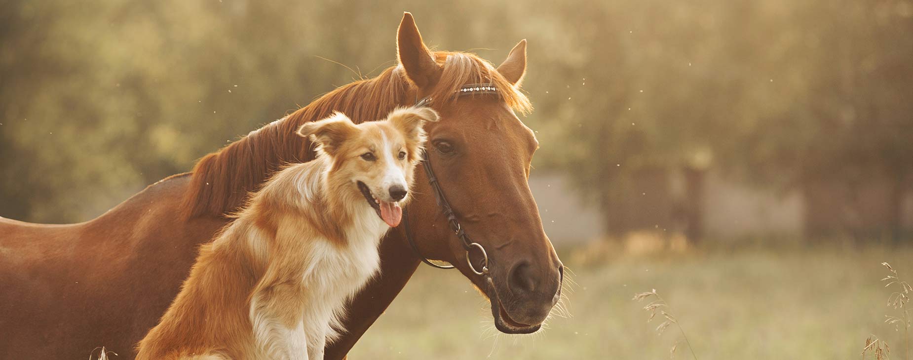 Pet Microchipping  Mountain Empire Small Animal Hospital