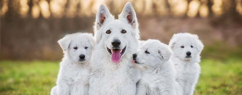 Puppy Wellness Care at Mountain Empire Small Animal Hospital in Johnson City TN